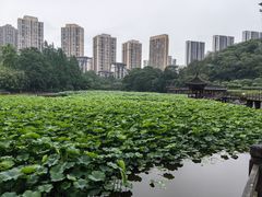 -龙头寺公园