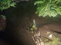 -绿光森林餐厅