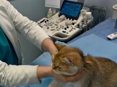 -纳吉亚猫专科动物诊疗中心(蒋宅口分院)