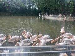-广州长隆飞鸟乐园