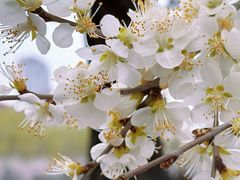 -桃花堤公园