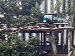 -成都动物园