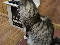 -MOCHA明星猫咖(田子坊店)