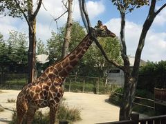 -野生动物园-停车场