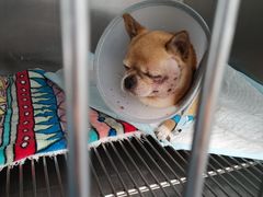 -顺强宠物诊所·狂犬免疫·夜诊·骨科(嘉定店)