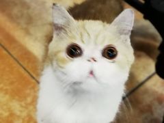 -more than meow吴止猫主题餐厅(承德 中船汇店)