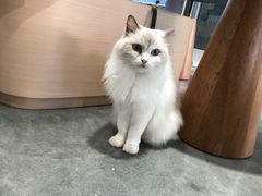 -瞄一喵猫咖(格力海岸店)
