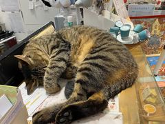 -猫的天空之城概念书店(杭州南宋御街店)