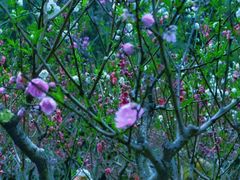 -桃花涧
