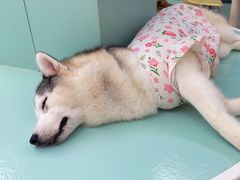 -怪兽屋·羊驼·猫咖·狗咖(俊华广场店)