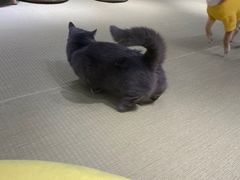 -逗柴咖啡屋·狗咖猫咖宠物桌游