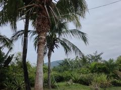 -亚龙湾国际玫瑰谷