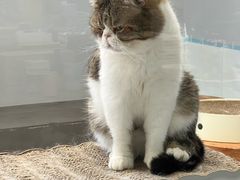 -Cappucimeow猫咪咖啡馆(韦伯时代店)