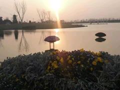 -荷兰花海
