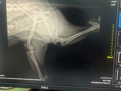 -佳雯宠物医院(金华南路分院)