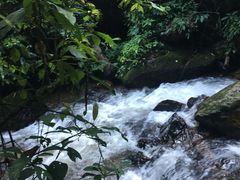 -莫里热带雨林景区