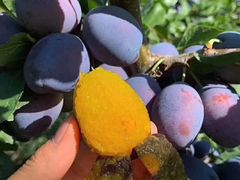 超甜汶川西梅-菜园坝水果市场