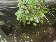 -松茸小馆·云南特色餐厅