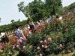 -武汉紫薇都市田园