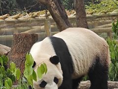 -成都动物园