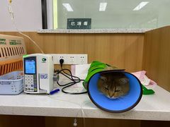 -联合动物医院(光谷诊疗中心)