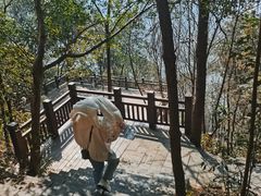 -铁山坪森林公园