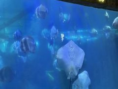 -合肥海洋世界