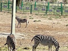 -新疆天山野生动物园