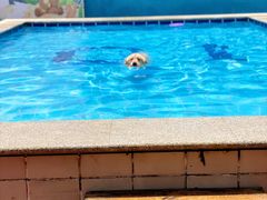 -趣玩宠物乐园寄养训犬训狗游泳池