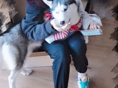 -Husky Go! 哈士奇体验馆·宠物咖啡厅狗咖