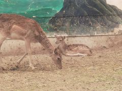 -青藏高原野生动物园