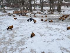 -新疆天山野生动物园