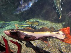 -太平洋海底世界