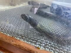 -上海大自然野生昆虫馆