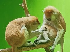 -北京野生动物园