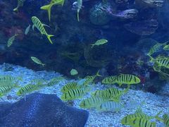 -上海海昌海洋公园-停车场