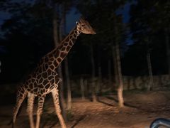 -清迈夜间动物园