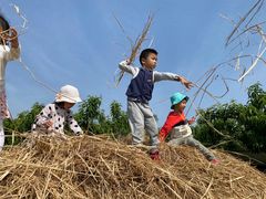 -樂桃源奉贤黄桃种植采摘基地