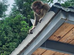 -西岭雪山大飞水景区