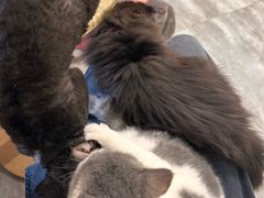 -楼上猫咖(罗湖店)