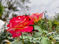 -人民公园(罗湖区)