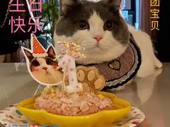 -momokira米努特·德文卷毛猫·棉花面纱犬