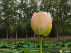 -东郊湿地公园
