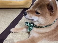 -逗柴咖啡屋·狗咖猫咖宠物桌游