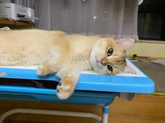 -Bastet sally猫舍购宠(静安店)