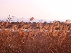 -漩门湾国家湿地公园