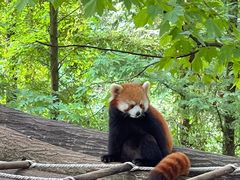 -都江堰中华大熊猫苑