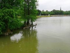 -海珠湖公园