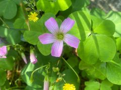 -人民公园-相亲角