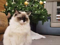 -优米宠物美容(体育场路店)